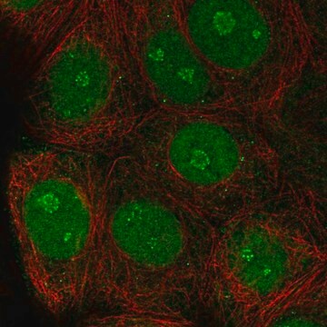 Anti-TSSC1 antibody produced in rabbit Prestige Antibodies&#174; Powered by Atlas Antibodies, affinity isolated antibody