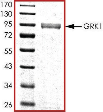 GRK1, active, GST tagged human PRECISIO&#174; Kinase, recombinant, expressed in baculovirus infected Sf9 cells, &#8805;70% (SDS-PAGE), buffered aqueous glycerol solution