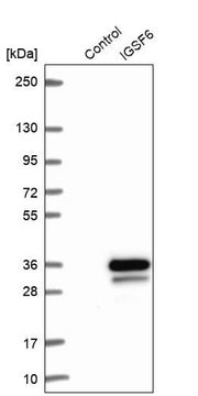 Anti-IGSF6 antibody produced in rabbit Prestige Antibodies&#174; Powered by Atlas Antibodies, affinity isolated antibody, buffered aqueous glycerol solution