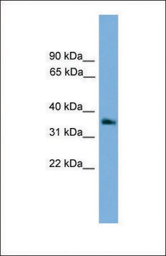 Anti-GNB4 antibody produced in rabbit affinity isolated antibody