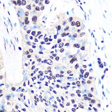 Anti-NONO/p54nrb antibody produced in rabbit