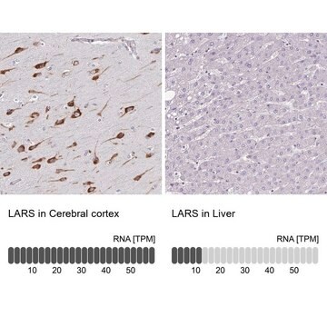 Anti-LARS antibody produced in rabbit Prestige Antibodies&#174; Powered by Atlas Antibodies, affinity isolated antibody, buffered aqueous glycerol solution