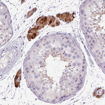 Anti-ZNF878 antibody produced in rabbit Prestige Antibodies&#174; Powered by Atlas Antibodies, affinity isolated antibody, buffered aqueous glycerol solution