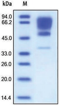 CADM1 human recombinant, expressed in HEK 293 cells, &#8805;95% (SDS-PAGE)