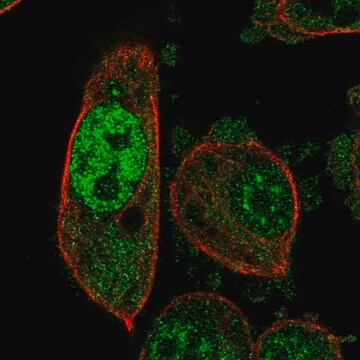 Anti-PSMB6 antibody produced in rabbit Prestige Antibodies&#174; Powered by Atlas Antibodies, affinity isolated antibody