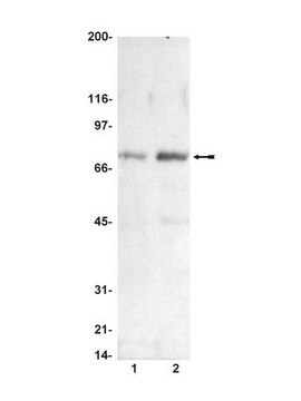 Anti-phospho-Raf-1 (Ser338) Antibody Upstate&#174;, from mouse