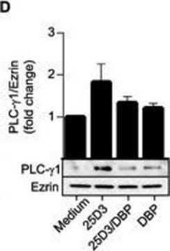 Anti-PLC&#947;-1 Antibody Upstate&#174;, from mouse