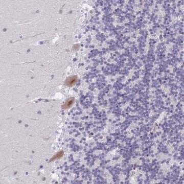 Anti-PHRF1 antibody produced in rabbit Prestige Antibodies&#174; Powered by Atlas Antibodies, affinity isolated antibody, buffered aqueous glycerol solution