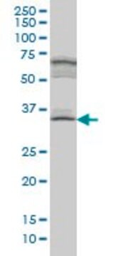 Monoclonal Anti-MYOZ1, (C-terminal) antibody produced in mouse clone 1E8, ascites fluid