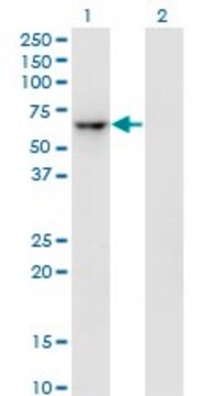 Monoclonal Anti-ZNF350 antibody produced in mouse clone 1A9, purified immunoglobulin, buffered aqueous solution