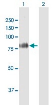 Anti-FBLN1 antibody produced in mouse purified immunoglobulin, buffered aqueous solution