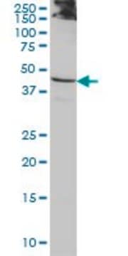 Monoclonal Anti-ACTL7B antibody produced in mouse clone 6A4, purified immunoglobulin, buffered aqueous solution