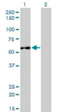 Monoclonal Anti-IMPDH2 antibody produced in mouse clone 1E12-B6, purified immunoglobulin, buffered aqueous solution