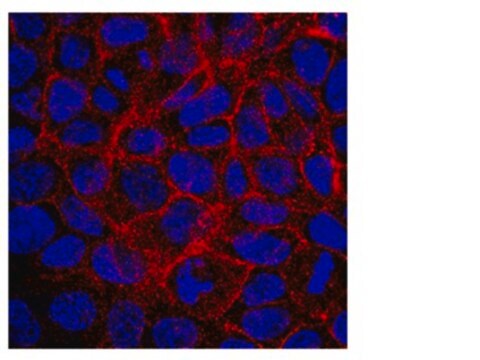 Anti-BCRP1 Antibody, clone 5D3 clone 5D3, Chemicon&#174;, from mouse