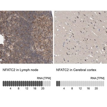 Anti-NFATC2 antibody produced in rabbit Prestige Antibodies&#174; Powered by Atlas Antibodies, affinity isolated antibody, buffered aqueous glycerol solution