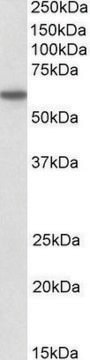 Anti-CD80 antibody produced in goat affinity isolated antibody, buffered aqueous solution