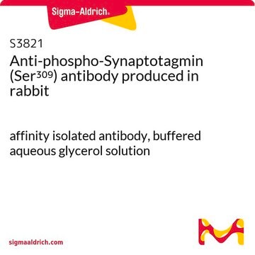 Anti-phospho-Synaptotagmin (Ser309) antibody produced in rabbit affinity isolated antibody, buffered aqueous glycerol solution