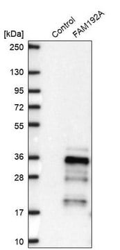 Anti-FAM192A antibody produced in rabbit Prestige Antibodies&#174; Powered by Atlas Antibodies, affinity isolated antibody, buffered aqueous glycerol solution