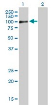 Anti-RAB11FIP5 antibody produced in mouse purified immunoglobulin, buffered aqueous solution