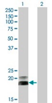 Monoclonal Anti-HAND2, (C-terminal) antibody produced in mouse clone 3D5, purified immunoglobulin, buffered aqueous solution