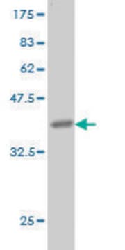 Monoclonal Anti-LAMA5 antibody produced in mouse clone 2F7, purified immunoglobulin, buffered aqueous solution