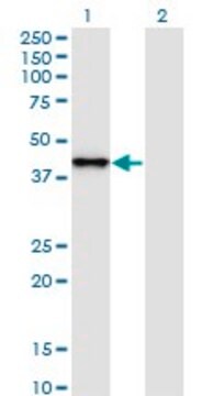 Monoclonal Anti-SNAPC2 antibody produced in mouse clone 4B8, purified immunoglobulin, buffered aqueous solution