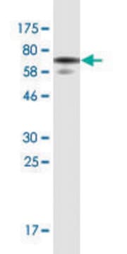 Monoclonal Anti-WDFY3, (N-terminal) antibody produced in mouse clone 2F12, purified immunoglobulin, buffered aqueous solution