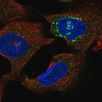 Anti-SLC16A13 antibody produced in rabbit Prestige Antibodies&#174; Powered by Atlas Antibodies, affinity isolated antibody