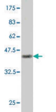 Monoclonal Anti-POLS antibody produced in mouse clone 2F8, purified immunoglobulin, buffered aqueous solution