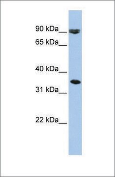 Anti-SLC10A7 antibody produced in rabbit affinity isolated antibody