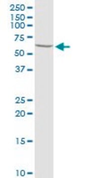 Anti-PRLR antibody produced in rabbit purified immunoglobulin, buffered aqueous solution