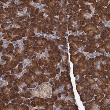 Anti-RGS11 antibody produced in rabbit Prestige Antibodies&#174; Powered by Atlas Antibodies, affinity isolated antibody, buffered aqueous glycerol solution