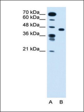 Anti-SLC35C1 antibody produced in rabbit IgG fraction of antiserum