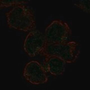 Anti-SIGLEC11 antibody produced in rabbit Prestige Antibodies&#174; Powered by Atlas Antibodies, affinity isolated antibody, buffered aqueous glycerol solution