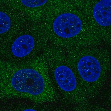 Anti-PABPC1L antibody produced in rabbit Prestige Antibodies&#174; Powered by Atlas Antibodies, affinity isolated antibody