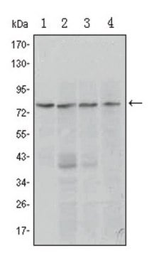 Anti-PRDM1 Antibody, clone 5E7 ascites fluid, clone 5E7, from mouse