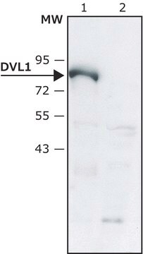 Anti-DVL1 (C-terminal) antibody produced in rabbit ~1.5&#160;mg/mL, affinity isolated antibody, buffered aqueous solution