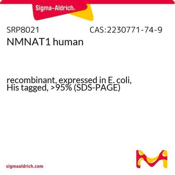 NMNAT1 human recombinant, expressed in E. coli, His tagged, &gt;95% (SDS-PAGE)