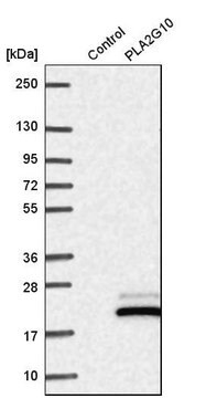 Anti-PLA2G10 antibody produced in rabbit Prestige Antibodies&#174; Powered by Atlas Antibodies, affinity isolated antibody, buffered aqueous glycerol solution