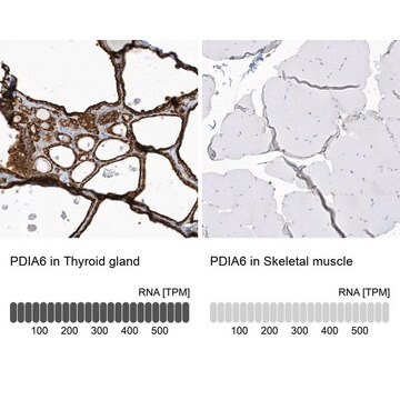 Anti-PDIA6 antibody produced in rabbit Prestige Antibodies&#174; Powered by Atlas Antibodies, affinity isolated antibody, buffered aqueous glycerol solution