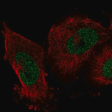 Anti-IER2 antibody produced in rabbit Prestige Antibodies&#174; Powered by Atlas Antibodies, affinity isolated antibody