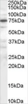 Anti-PPP1R15A/GADD34 antibody produced in goat affinity isolated antibody, buffered aqueous solution