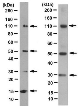 Anti-BLUE Antibody, clone 2D2-F11 clone 2D2-F11, from mouse