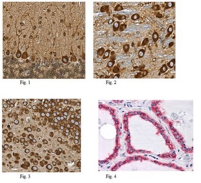 Anti-HSPA5 Antibody, clone 4E3 ascites fluid, clone 4E3, from mouse