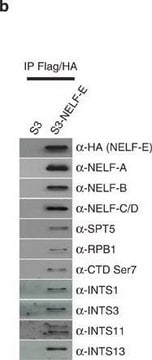 Anti-NELF-E Antibody from rabbit, purified by affinity chromatography