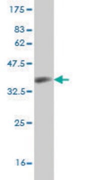 Monoclonal Anti-CCL14, (C-terminal) antibody produced in mouse clone 3B12, purified immunoglobulin, buffered aqueous solution