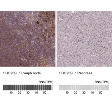 Anti-CDC25B antibody produced in rabbit Prestige Antibodies&#174; Powered by Atlas Antibodies, affinity isolated antibody, buffered aqueous glycerol solution