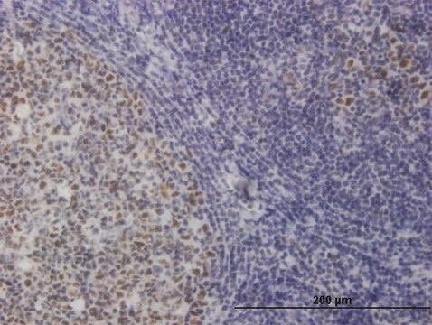 Monoclonal Anti-TOE1 antibody produced in mouse clone 1D8, purified immunoglobulin, buffered aqueous solution