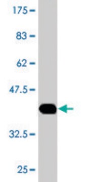 Monoclonal Anti-HAAO antibody produced in mouse clone 4D1, purified immunoglobulin, buffered aqueous solution