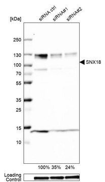 Anti-SNX18 antibody produced in rabbit Prestige Antibodies&#174; Powered by Atlas Antibodies, affinity isolated antibody, buffered aqueous glycerol solution